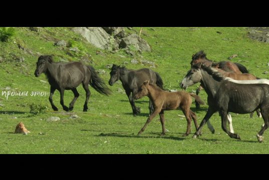 Год экологии. Заповедная Россия