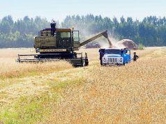 В Ивановской области убрана треть зерновых культур