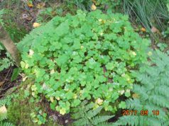 В сентябрьский лес с фотоаппаратом