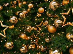 Ивановский зоопарк принимает елки