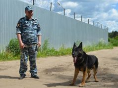 Яхонт из розы ветров — хвостатый напарник