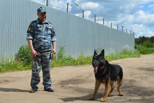 Яхонт из розы ветров — хвостатый напарник