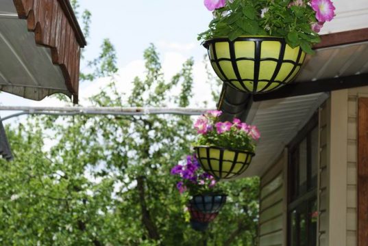 Петуньи и каштаны, анютины глазки и лилии