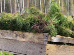 В лесах Ивановской области высажено более 12 млн сеянцев деревьев