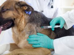 Рабиес — страшная болезнь