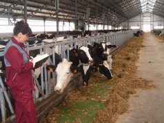 Учхоз «Чернореченский» понесет ответственность за невыплату зарплаты