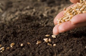 Стартовал конкурсный отбор среди фермеров на получение грантов