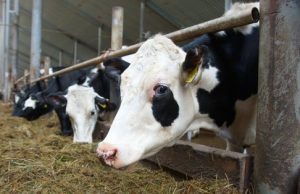 В регионе стартовала заявочная кампания на оказание государственной поддержки в отрасли животноводства