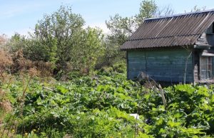 Косим борщевик вовремя