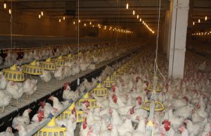 Объем производства мяса в регионе вырос более чем на пять процентов