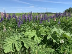 Как победить зеленое зло