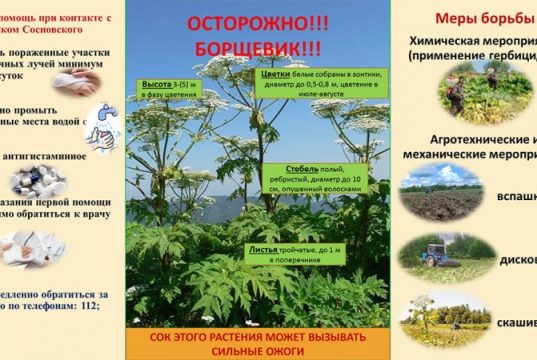 Бороться с борщевиком сложно, но необходимо