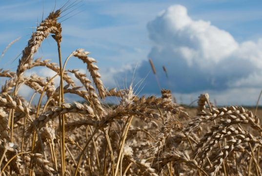 Зерновые в регионе убраны более чем с половины площадей