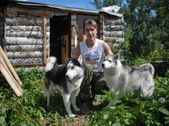 Неудержимая ласка приютских хаски