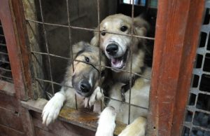 Приют для животных «ЗОО 37» проверили