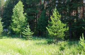 С 6 по 26 августа на территории региона действует особый противопожарный режим