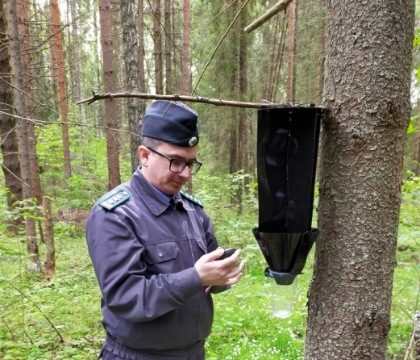 В Ивановской области при мониторинге в лесах обнаружен черный еловый усач