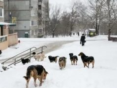 В Госдуме поддержали предложения «Единой России» по защите людей от бродячих собак