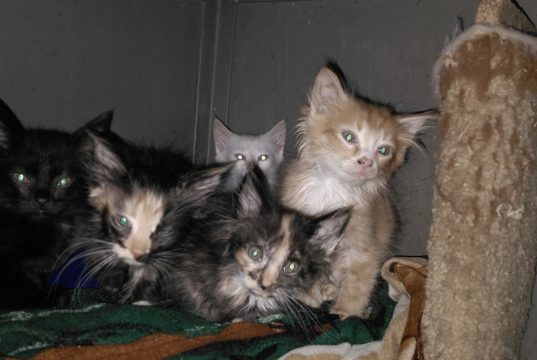 Скромные люди с большими сердцами