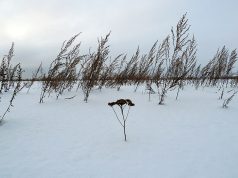 Собственник, не использующий земельный участок в сельскохозяйственных целях, привлечен к ответственности