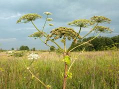 На территории Ивановского района Управлением Россельхознадзора выявлено зарастание земельных участков борщевиком Сосновского