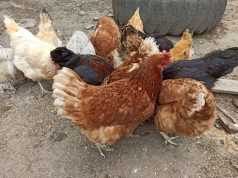 В Ивановском районе выявлен грипп птиц