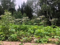 В Ивановском районе вновь выявлены сельскохозяйственные земли, заросшие борщевиком Сосновского