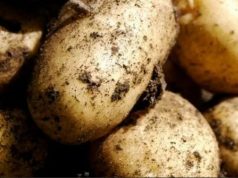 В Ивановском районе ликвидирован очаг распространения золотистой картофельной нематоды