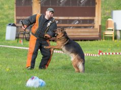 Когда собака на службе у человека