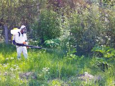 В Ивановской области работы по ликвидации борщевика Сосновского проведены на площади почти 900 гектаров