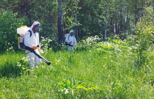 От сорного растения — борщевика Сосновского обработано более 1,4 тыс. гектаров земель