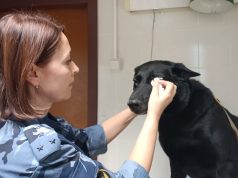 «Врач лечит человека, а ветеринар – человечество»