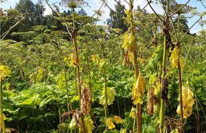 К административной ответственности привлечен собственник земельного участка в Ивановском районе