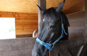 В апреле стартует статистическое обследование личных подсобных хозяйств в сельской местности