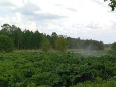Собственник более 30 га сельхозугодий в Ивановской области привлечен к административной ответственности