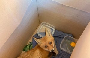 В центре помощи диким животным «Легенда» спасают травмированных лис