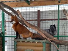 «Рыжие истории» приюта для диких зверей и птиц