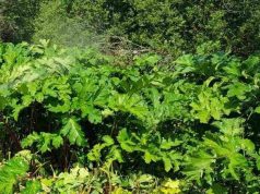 Наказание в виде штрафа назначено физическим лицам, допустившим произрастание борщевика на своих участках