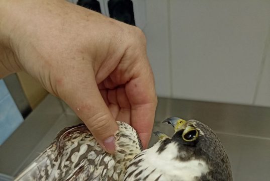 В «Легенде» продолжают спасать птиц