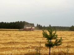 В Ивановском районе продолжается сбор урожая зерновых культур