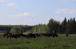 Фермер из Куликовского сельского поселения изготавливает сыры