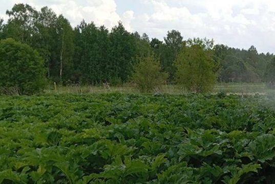 В Ивановском районе продолжают штрафовать владельцев участков сельскохозяйственного назначения