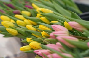 В Ивановской области есть Лилии и Розы, Виолетты, Флоры, одна Гортензия и одна Жасмин