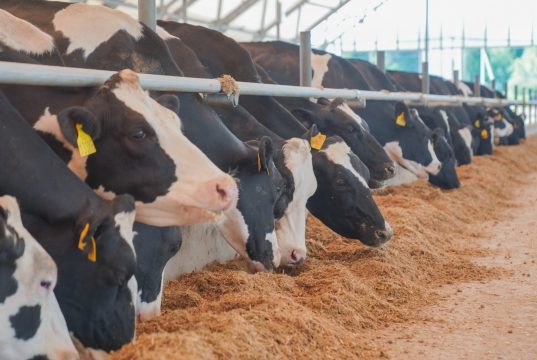 В Ивановской области выросло производство сыров, сметаны и творога