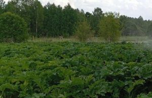 В Ивановском районе наказание в виде штрафа получили владельцы земельных участков