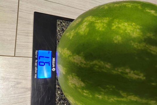 У доктора из Городской клинической больницы N7 в Ивановском районе вырос арбуз-рекордсмен