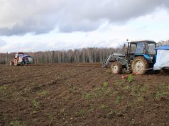 Площадь под многолетними плодово-ягодными культурами в Ивановской области за семь лет увеличилась более чем в 25 раз