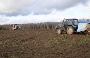 Площадь под многолетними плодово-ягодными культурами в Ивановской области за семь лет увеличилась более чем в 25 раз