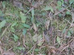 Взрывотехники Росгвардии обследовали обнаруженную в Кохме гранату