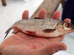 Самым возрастным участником «Пучежской рыбалки» стал житель села Ново-Талицы